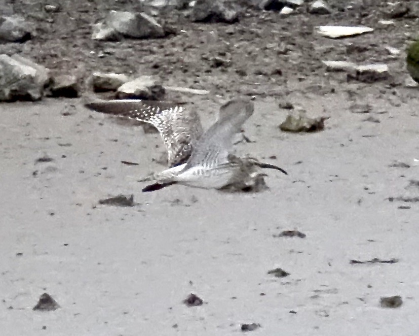 whimbrel